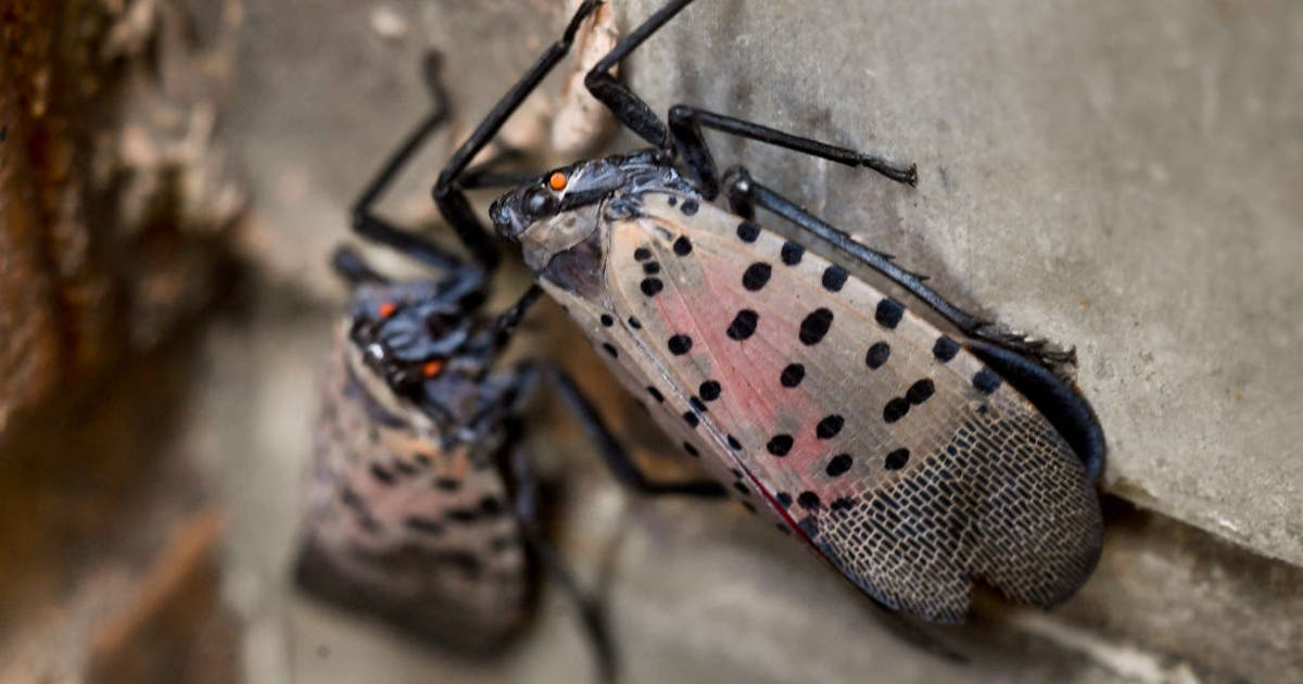 Invasive pest ready to swarm and eat its way across America | KTVU FOX 2