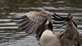 Some geese may be killed in Foster City as they worsen water quality