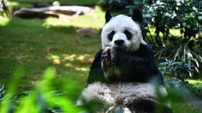 An An, the world's oldest male giant panda, dies at age 35