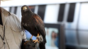 BART brings hawk to station to deter pigeons