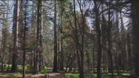 Big Basin State Park partially reopens after wildfire destruction nearly 2 years ago