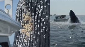 Watch: Breaching whale jumps out of ocean and lands on top of a Massachusetts fishing boat