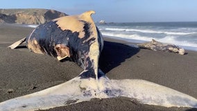 Whale carcass found in Pacifica near Sharp Park Beach