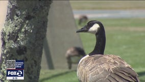 Foster City authorizes the killing of 100 geese amid sanitation concerns