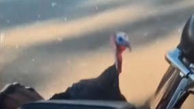 Aggressive turkey attacks Vacaville resident, then stalks patrol officer