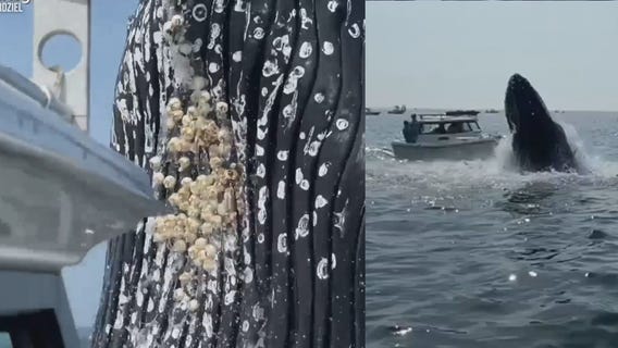 Watch: Breaching whale jumps out of ocean and lands on top of a Massachusetts fishing boat