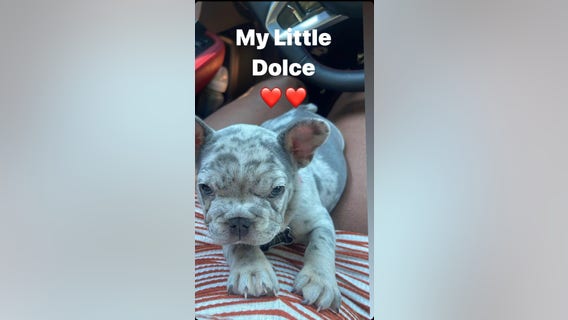 Thieves snatch French bulldog while owner loads car in San Jose