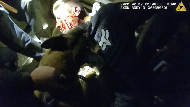 San Jose to pay $1.6M after K-9 bites man's neck for 1 minute