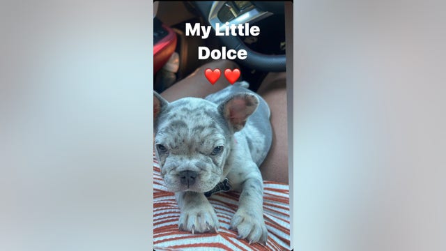 Thieves snatch French bulldog while owner loads car in San Jose
