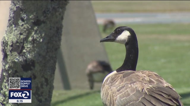 Foster City authorizes the killing of 100 geese amid sanitation concerns