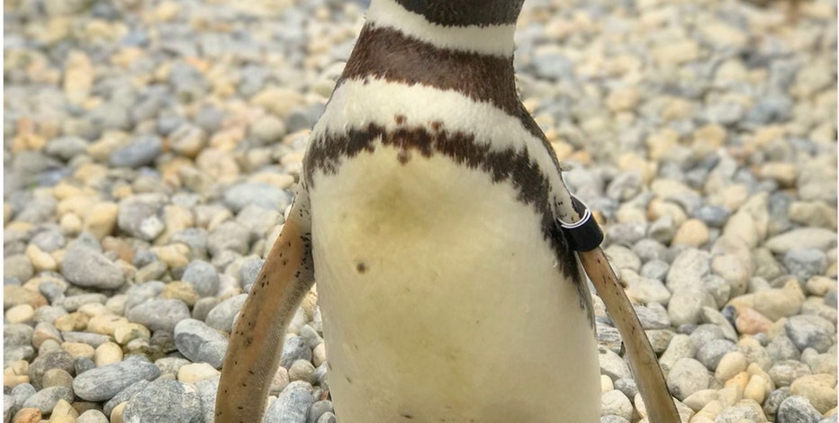 Captain EO', one of the oldest penguins under human care, dies at