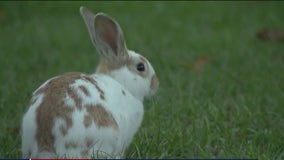 Livermore rabbit rescue group overwhelmed with too many abandoned rabbits