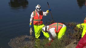 Dead fish cleanup at Lake Merritt as the Bay deals with harmful algae bloom