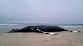 Researchers say dead whale that washed in Half Moon Bay was popular 'Fran'