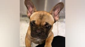 French bulldog stolen from Fremont 7-Eleven parking lot, $700 reward offered