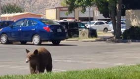 Kern County bear roams Von's parking lot