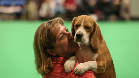 Dogs can cry tears of joy when reunited with owner, study finds