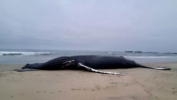 Researchers say dead whale that washed in Half Moon Bay was popular 'Fran'