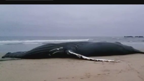 Ship strike likely killed humpback whale off Half Moon Bay coast