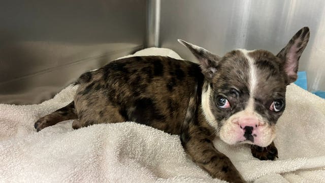 Police arrest man accused of throwing puppy in trash