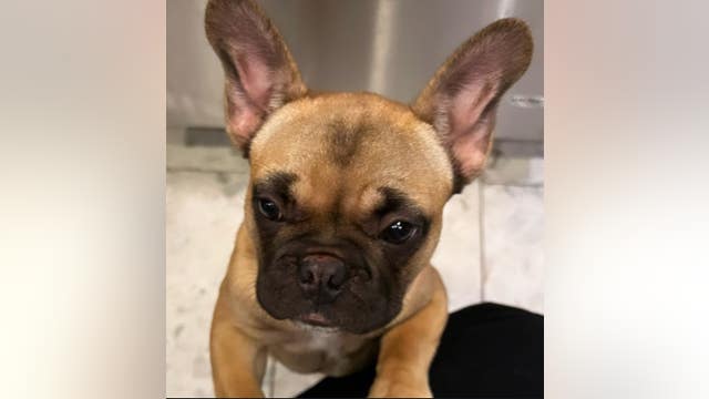 French bulldog stolen from Fremont 7-Eleven parking lot, $700 reward offered