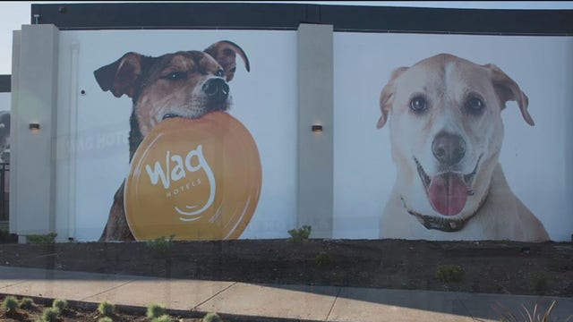 San Francisco Wag Hotel accused of mistreating dogs in viral TikTok videos
