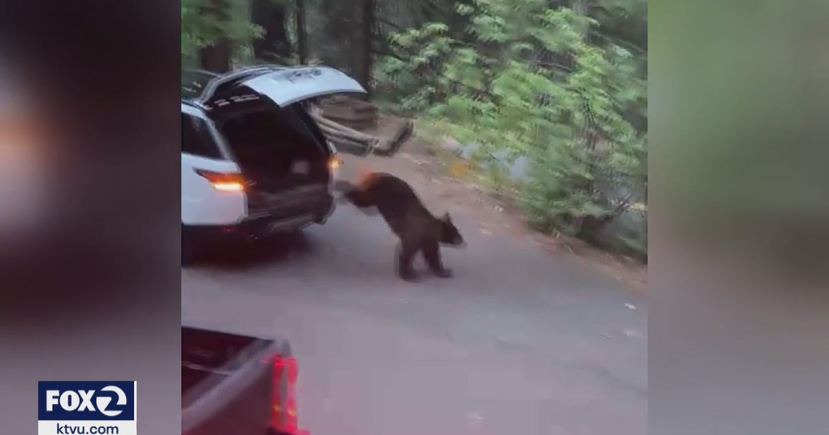 Bear escapes after destroying an SUV while trapped for hours | KTVU FOX 2