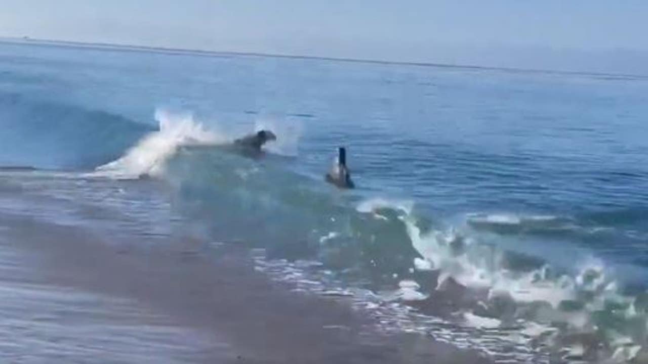 Seal and dog play fetch on Santa Cruz beach