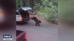 Bear escapes after destroying an SUV while trapped for hours