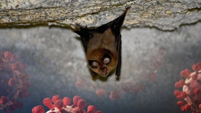 New COVID-like virus found in bat could spread to humans, resist vaccines