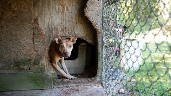 DOJ: 305 dogs rescued, 20 arrested in largest dogfighting ring in South Carolina