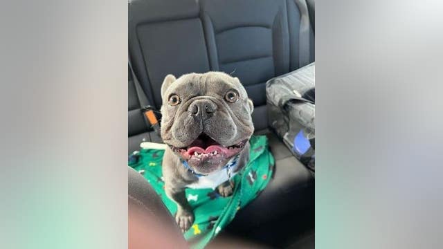 French bulldog taken from San Lorenzo found in Arizona, suspects arrested