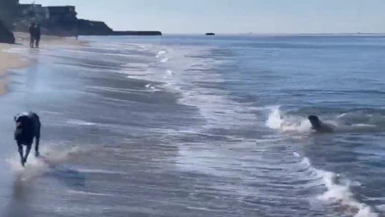 Seal and dog play fetch on Santa Cruz beach