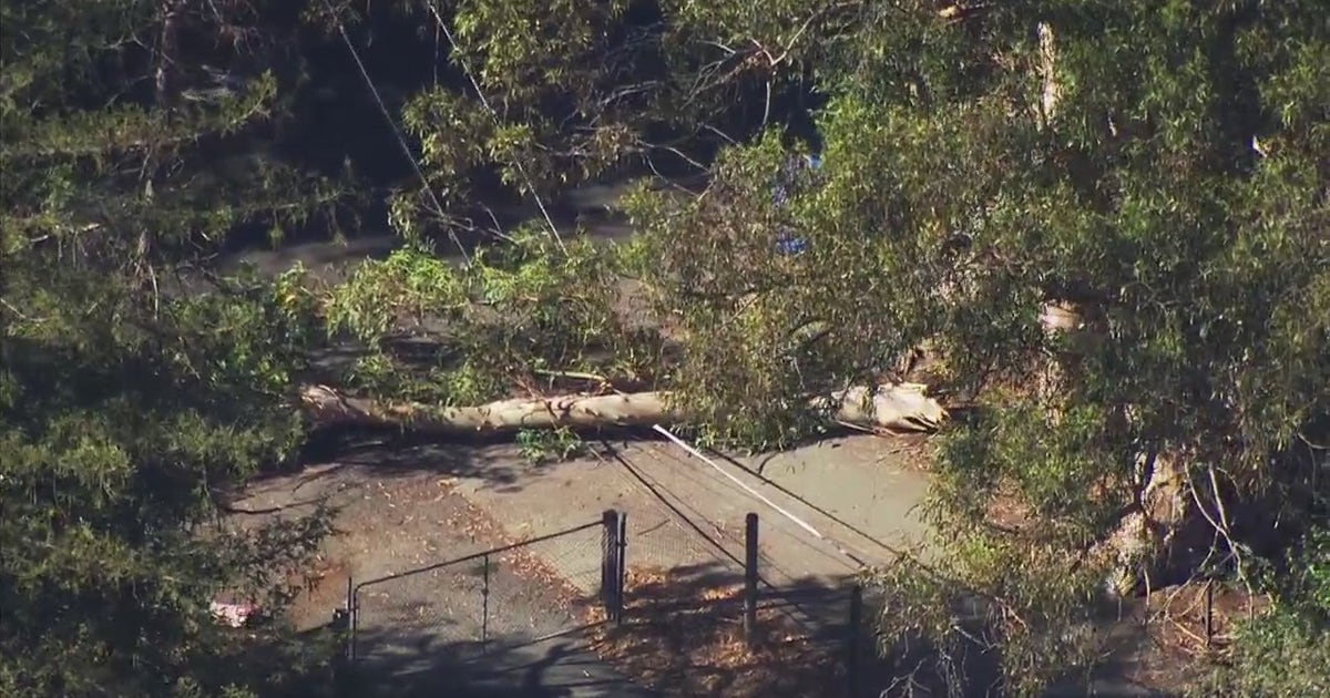 Shelter-in-place in effect in Novato due to downed power lines | KTVU FOX 2