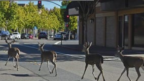 Deer in downtown Walnut Creek pursued by police