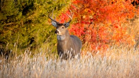 Wildlife agencies finding elevated 'forever chemicals' in deer, fish