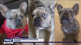 French bulldog snatched from owners in Fremont