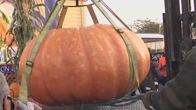 Half Moon Bay pumpkin breaks festival record