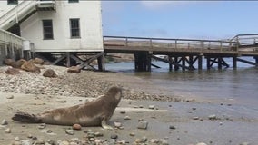 Dozens of sea lions sickened by domoic acid poisoning