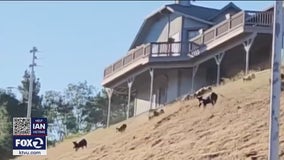 Wild boars roaming, destroying parts of South Bay neighborhood