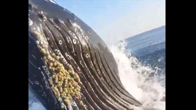 Video: Breaching whale nearly lands in fishing boat off New Jersey