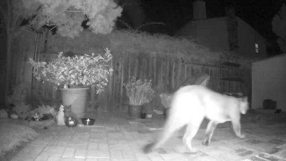 Mountain lion caught on camera in Livermore backyard