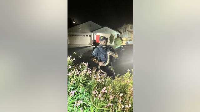 Large boa constrictor found in Livermore neighborhood