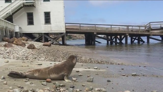 Dozens of sea lions sickened by domoic acid poisoning