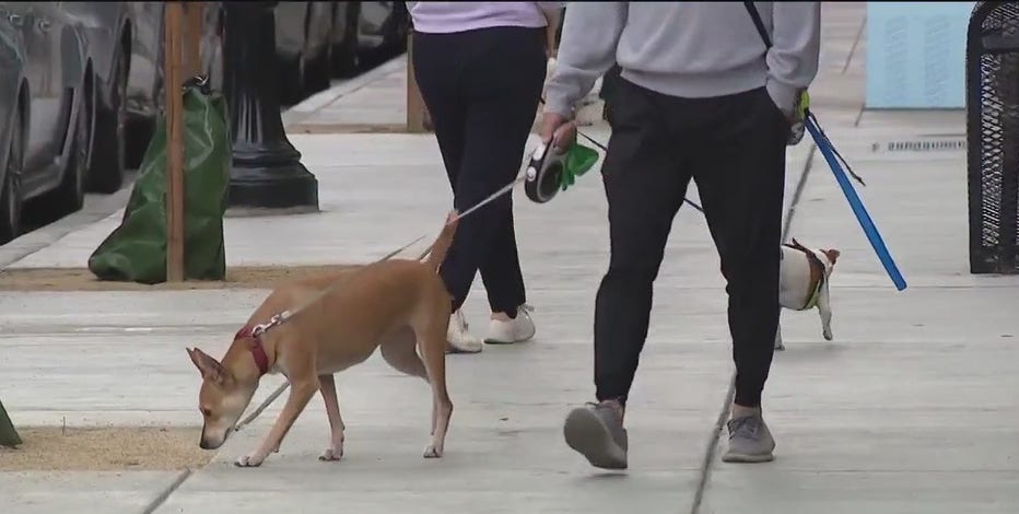 Two more dogs poisoned by meth in San Jose