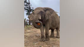 Lisa the elephant receiving stem-cell infusion therapy at Oakland Zoo