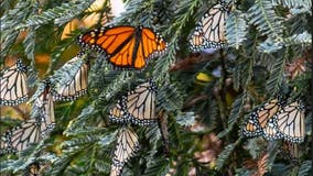 After vandalism at park, 200 monarch butterflies cluster nearby in Alameda