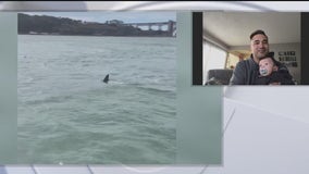 Great white shark in San Francisco Bay recorded by fisherman