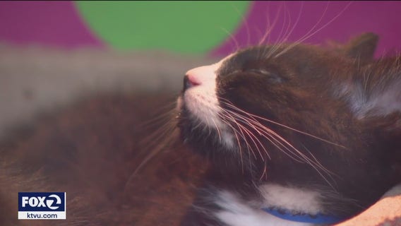 Pet adoption Holiday Windows display returns to San Francisco's Union Square Macy's