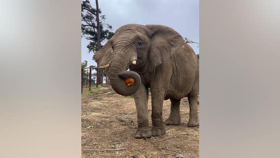 Lisa the elephant receiving stem-cell infusion therapy at Oakland Zoo